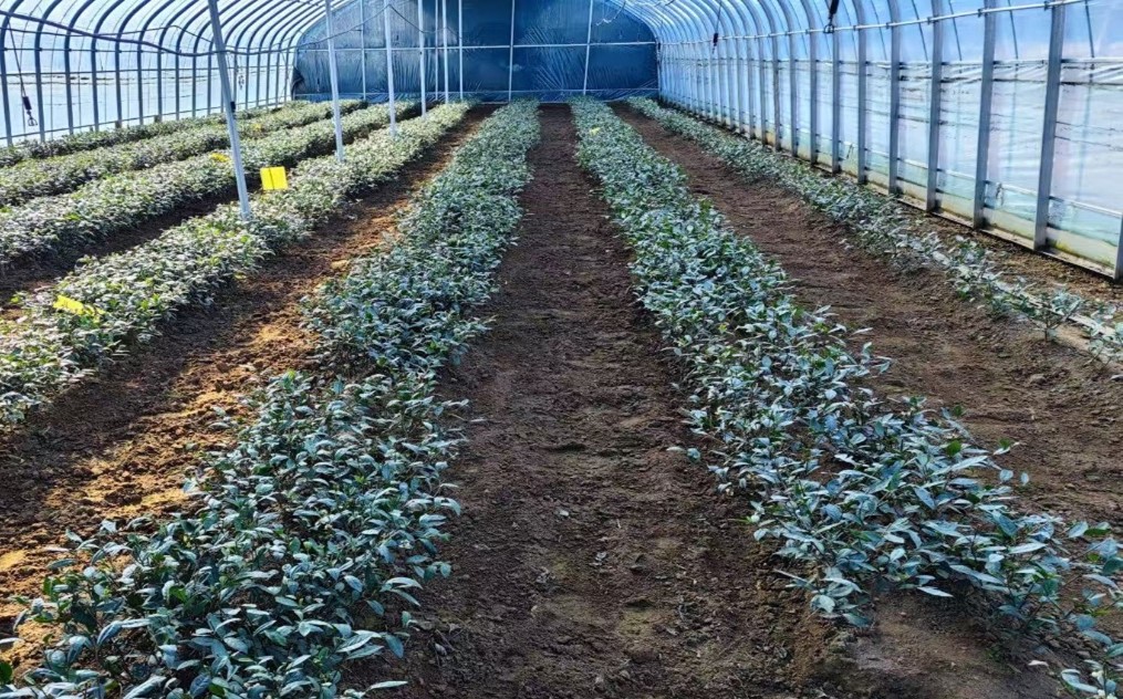 ��������һҶ��ķ�չ����