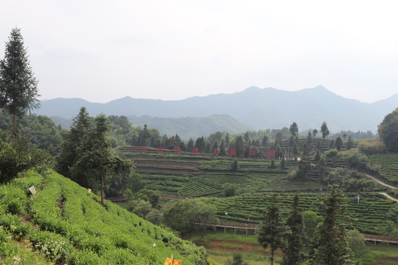 ��ũ���ߵ����������ð�����֯���ͼ��