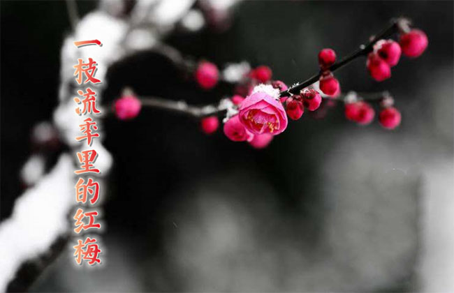 һ֦������ĺ�÷