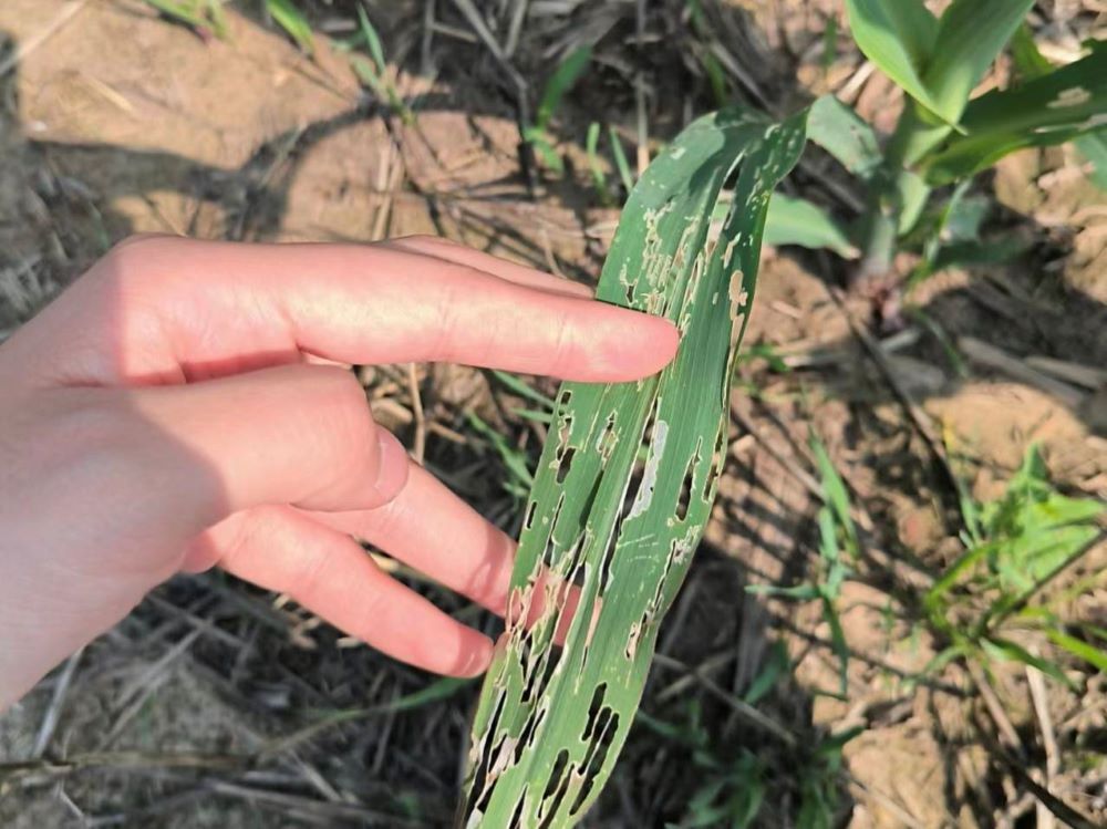 �ĳǴ�ѧҩѧԺ�ٰ조����δ������ũҵ���ﲡ�溦��ʵ�ؿ��족��