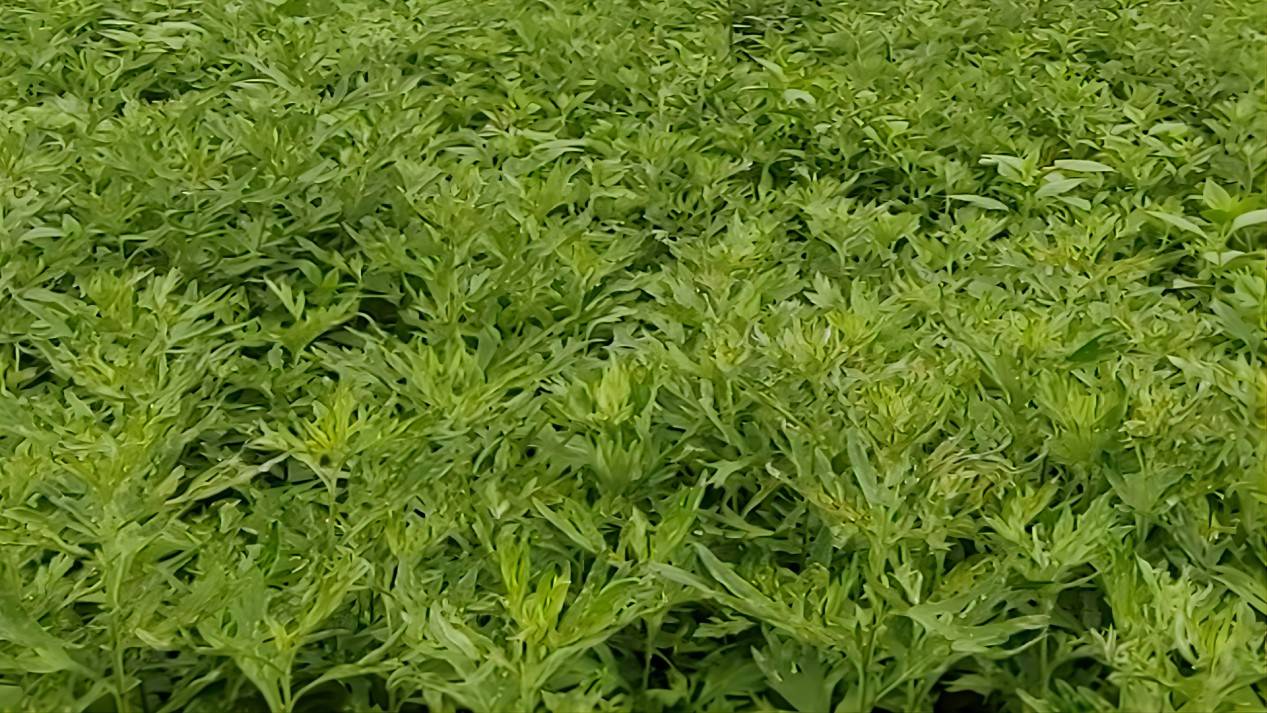 ��ת�����ְ��ݣ������������·