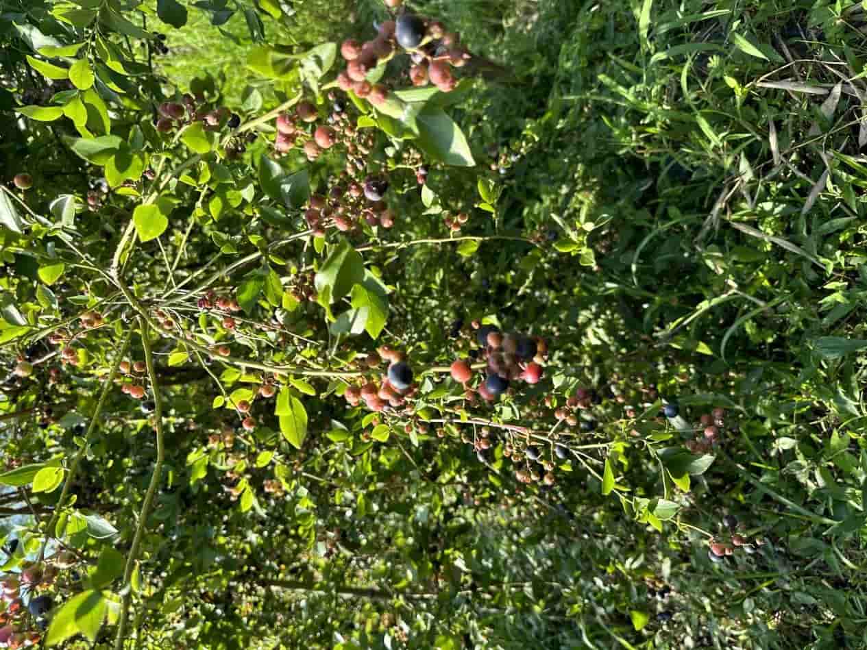 ũ�ý�Ϸ���壬һƬ�ȳ�����չ