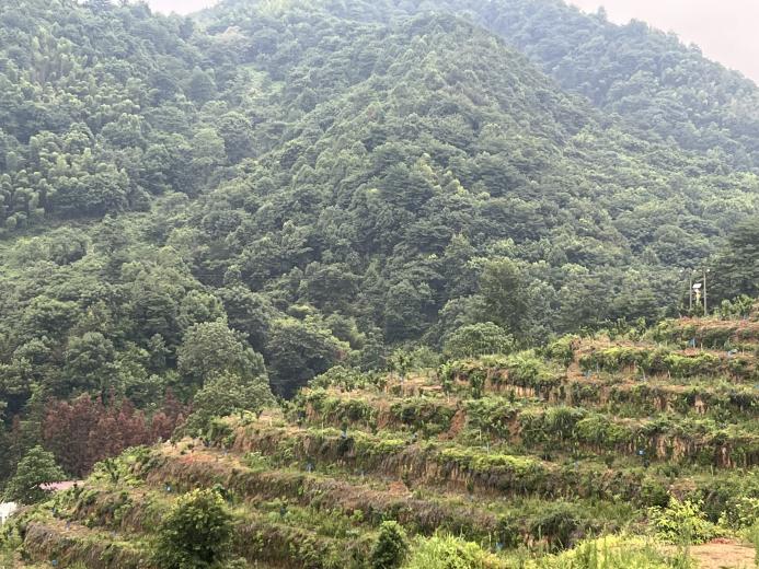 ͼ 2023��8��22����������ֲ����