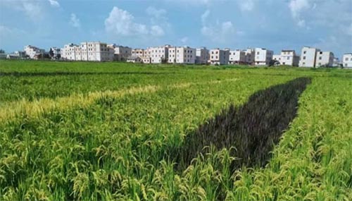 �Ӹ߱�׼ũ�ｨ�跢�����������������֮·