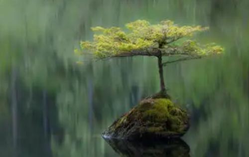 �¶�����ƭ