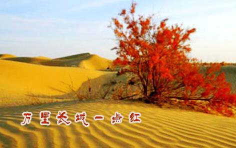 ���ﳤ��һ����