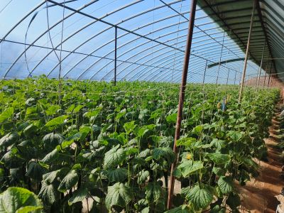 ɽ����ѧ��������������ũ����̼��·�ȷ���������볯���غ�ţӪ��ũҵ���������翪չ����