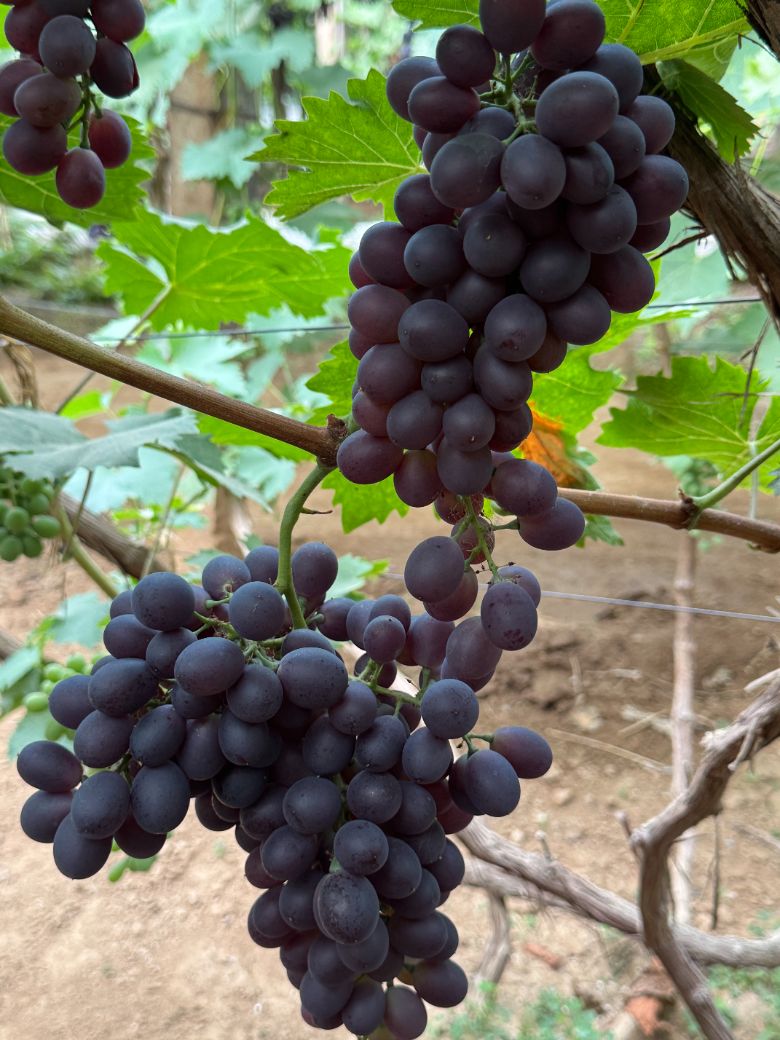 ��������ɫũҵ��������ֲ����չ״�����С���԰�տƼ�ѧԺ��ʲô���С���������ʵ���