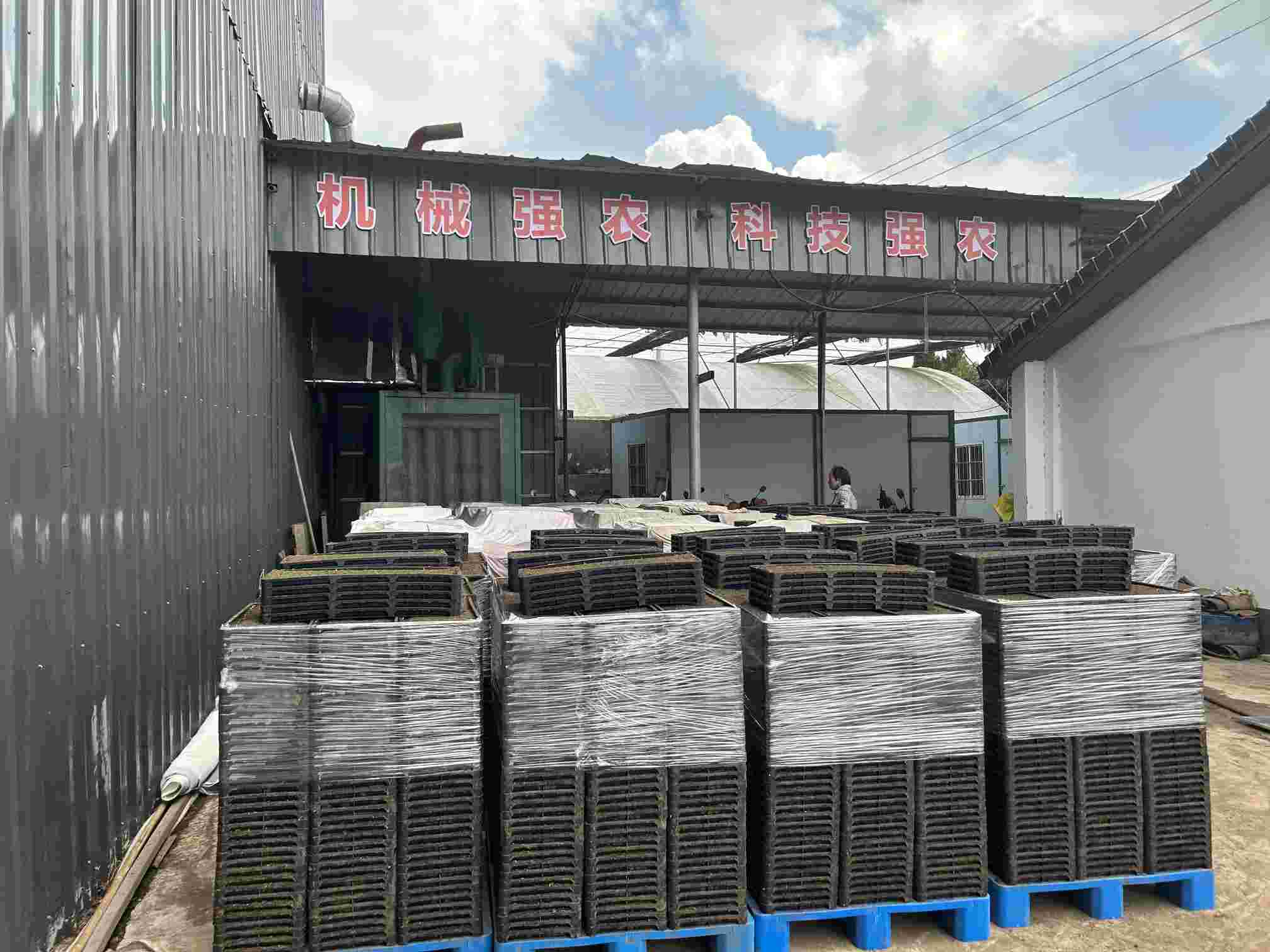 ��������Young��������ʵ�������˷ֶӣ�������岻η�ѣ���еǿũ�ٷ�չ