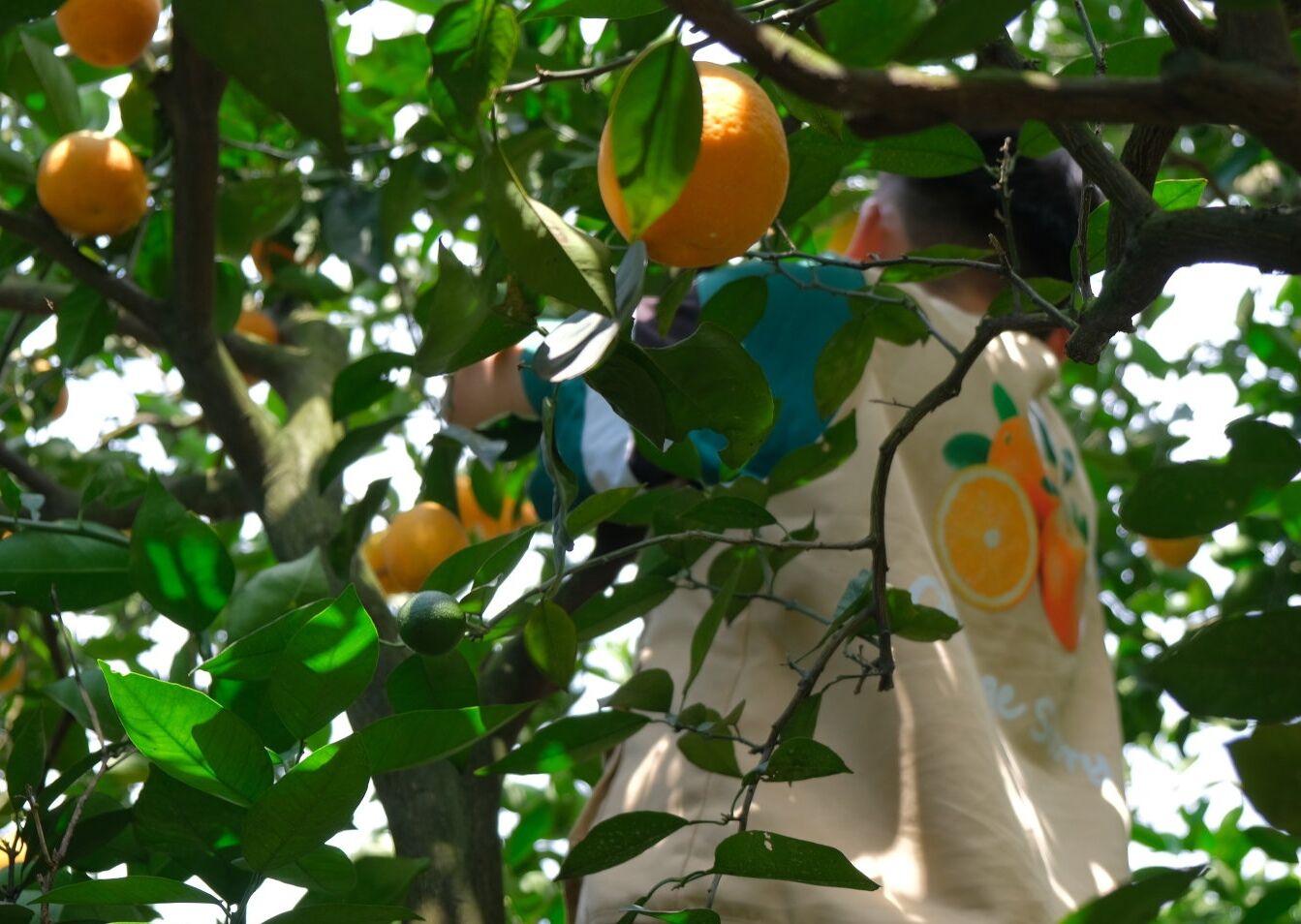 �ĳ�԰�����ˡ��¿��ˡ� �����人����ѧԺ��С�ȹ��¡�ʵ�������� �ĳ�֮��й̲�ɷ�