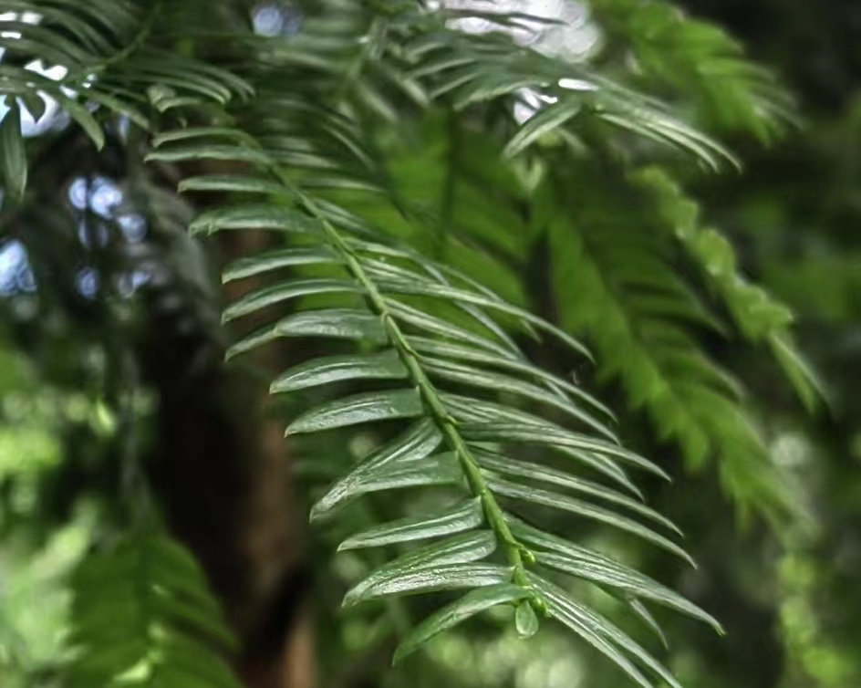 �춹ɼ��ӳɽ�壬����·��������