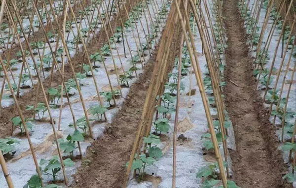 ���ǭ�̽��� ����������ˡ������Ͽ�ѧ�빤��ѧԺ��ǭ���ƽ�����