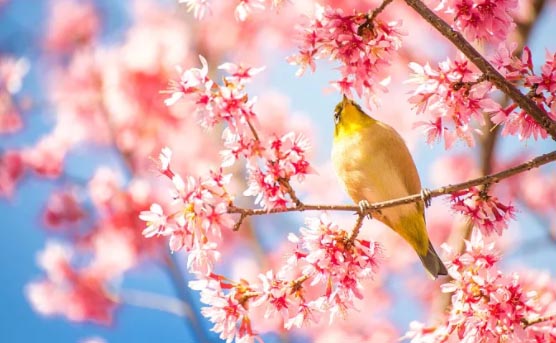 �ഺ����ѿ