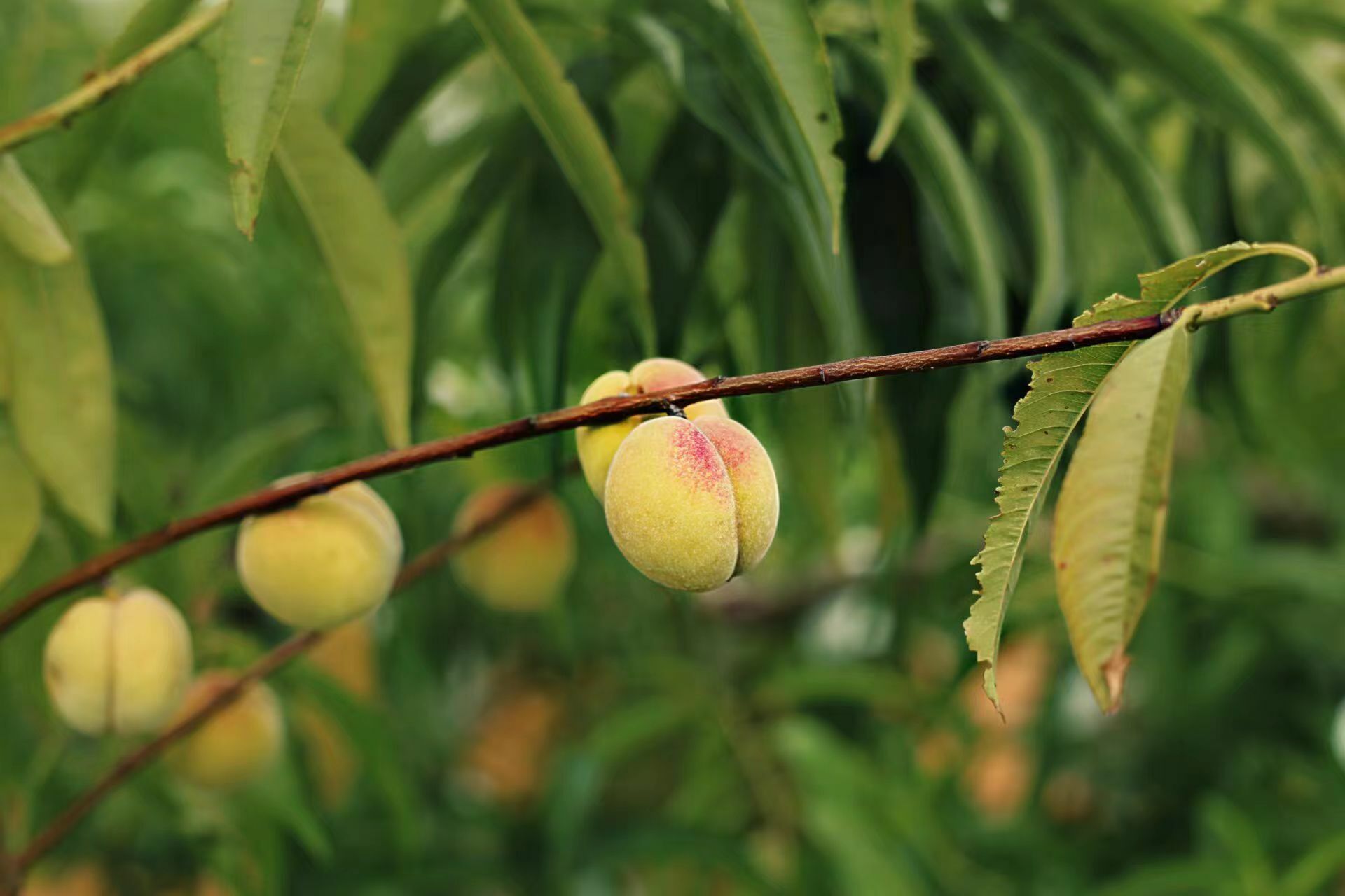 ��ƤӰ���ң����Ļ��ƻ�