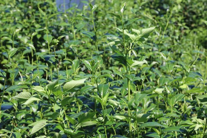 ��ʦѧ�Ӳ����Ļ������ˣ�������������