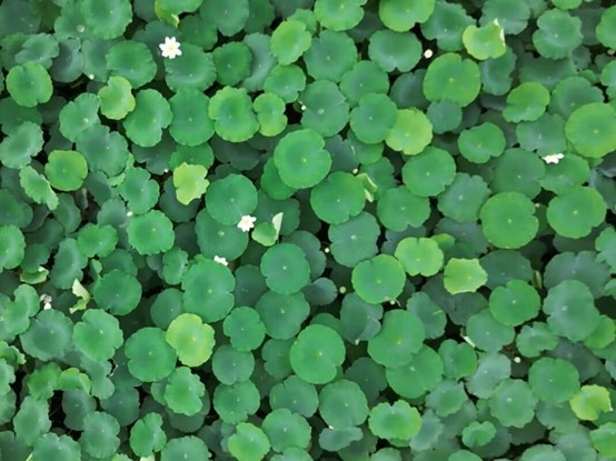 ɽ��������ѧ�����ѧԺ��E·���С�ʵ���ţ����ͺ�԰�������߽�ʪ����̬��������̬����