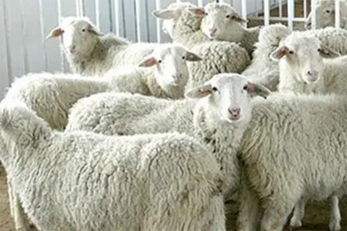 ���Ĵ����������˽�˶���