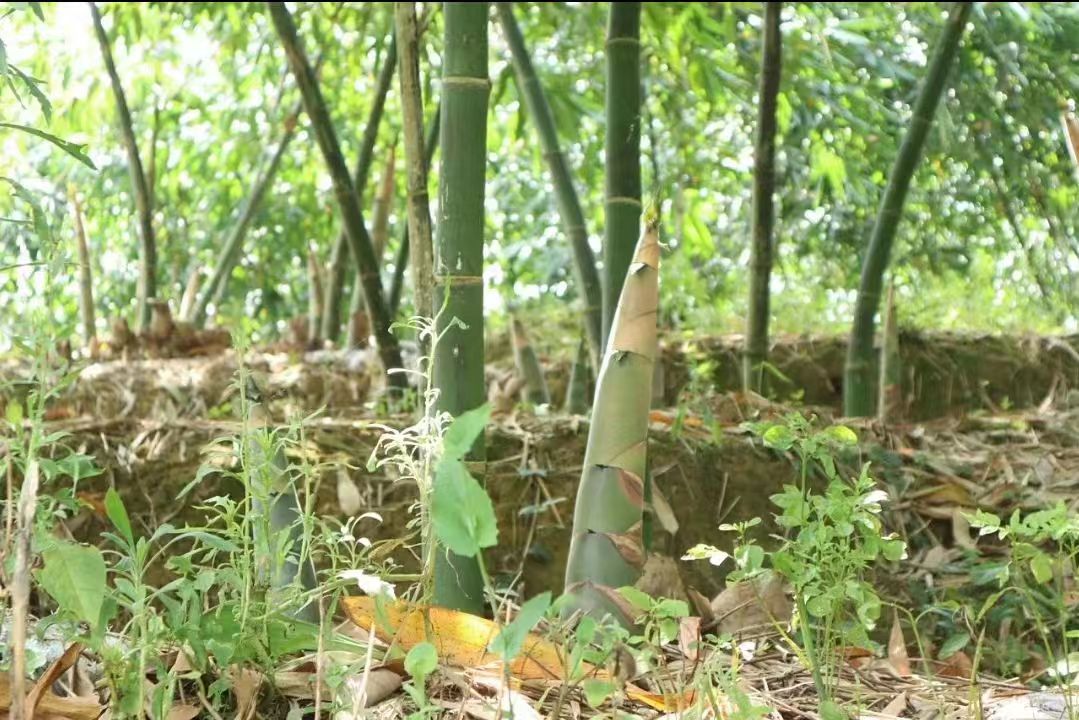 �㶫��Ժѧ������������|��ѡ����ѡ�������ũ��һ������������