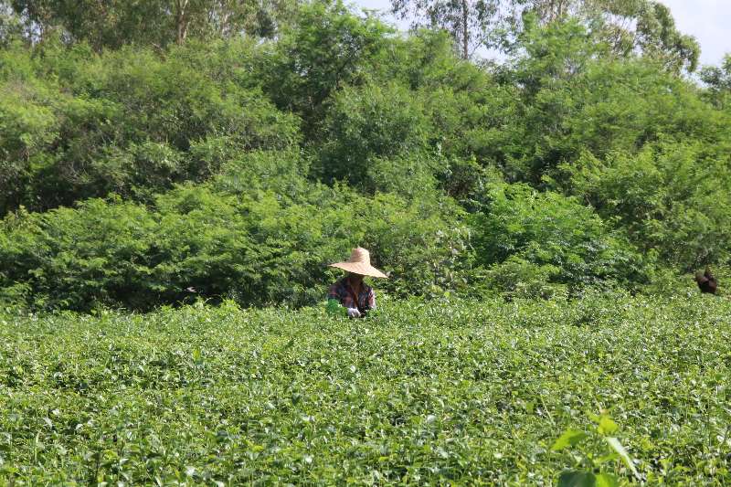 �������� ������������ʦ��ѧ������������԰����·��ȵ���