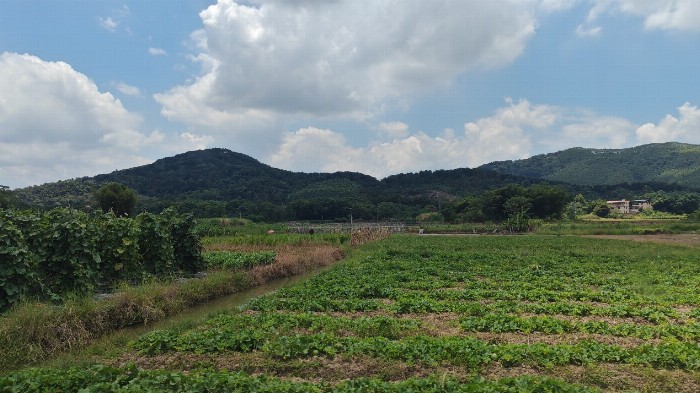  �������Ƕ��ǡ�����ع����  ���桰�����㶫�����³Ƿ�չ��г��