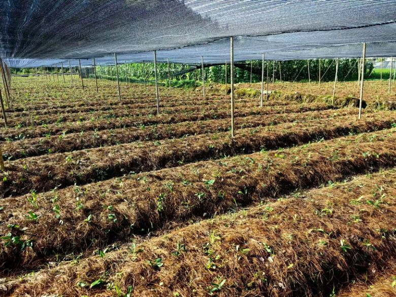 ɽũ��ѧ��������������������