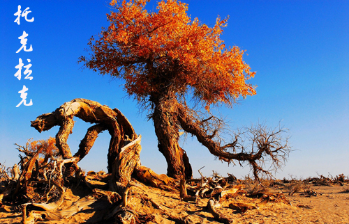 �п�����