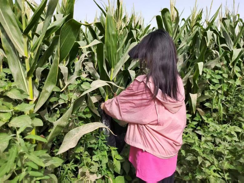 ��˫̼������ɫת�� �½�ũ������Ͷ����ֲҵ��Դ��Ⱦ������