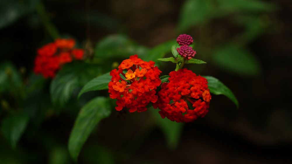 �մ�ѧ��������ɫ���� ��������Ա���˶����