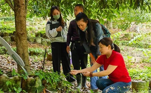 �Ƽ�����Աʦ���ŵ���Ҷ����ֲ���ص���