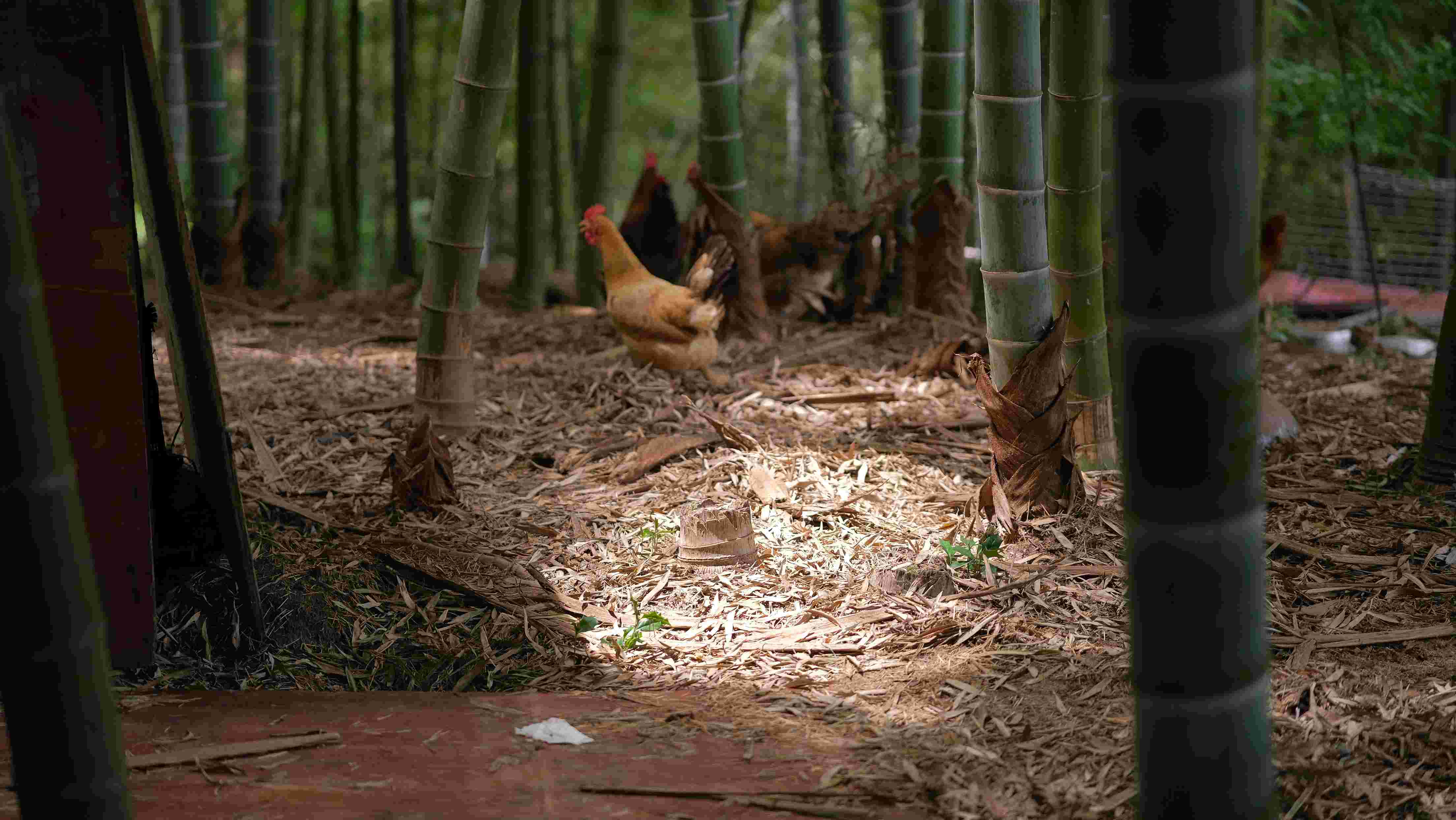 ��ʱ��������˵������顪������������ɫ��չ��ƪ��