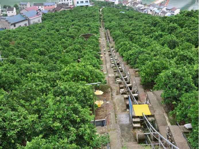 С�ȹ���ʵ����̽�ù��Ұ����̵Ʊ��壺�ִ���ȹ�԰��֤�Ƽ�ũҵ