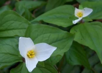 ʯ��ׯ������ѧ��ҵ�ʼ���ҵǰ����ô��