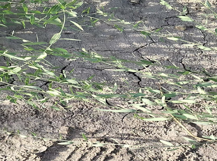 �μ�͹�ȷ�ʽ����״����ս