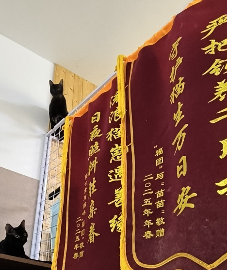 ��ůһֻСè�����硪������ũҵ��ѧѧ��������è���������������ʵ���ܽ�