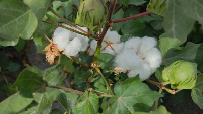 ���������ϣ��������Ρ�������ǰ���½���ͥũ������