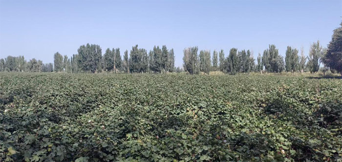 �μ��ȵ����߽�������