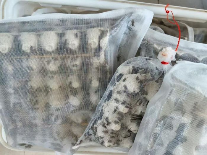 С��װ������Ұ�����������»���