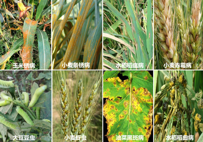 (�Ƽ���ũ)������������������أ�����ũ���ﲡ�溦��ɫ��������