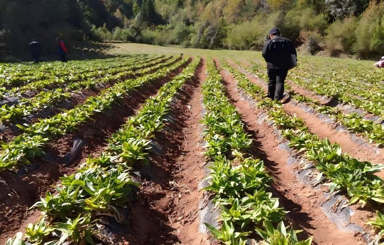 �ϲ�ѧ�ӡ������硱 �� ��һ��һƷ�����жӽ����в�ҩ��ҵ��������